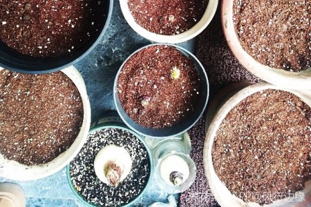 郁金香怎么种植，种好后怎么种植护？