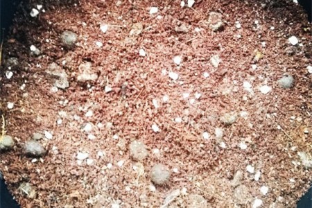 郁金香怎么种植，种好后怎么种植护？