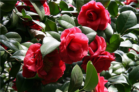 茶花怎么种植家庭养法（附多开花的方法）