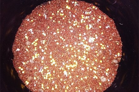 郁金香怎么种植，种好后怎么种植护？