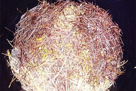 郁金香怎么种植，种好后怎么种植护？