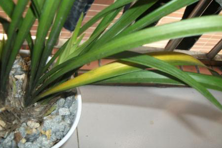 兰花怎么种植家庭养法