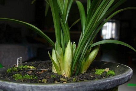 兰花怎么种植家庭养法