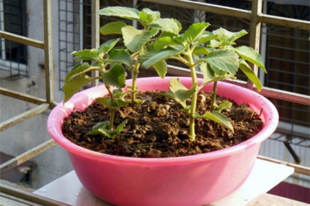 薄荷怎么种植家庭养法,怎么在家中繁殖?