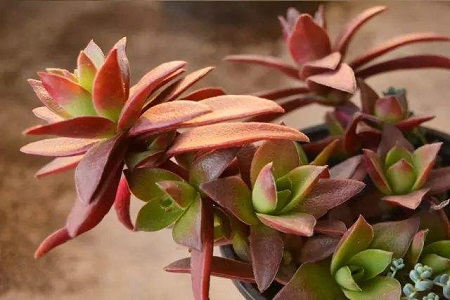 多肉赤鬼城怎么种植