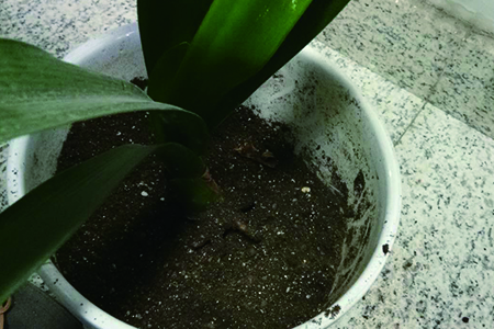 君子兰怎么种植，该要注意什么