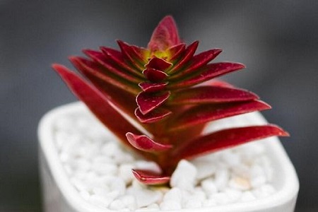 多肉赤鬼城怎么种植