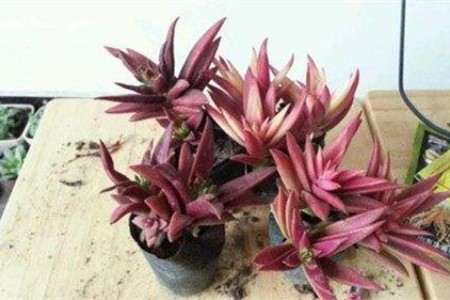 多肉赤鬼城怎么种植