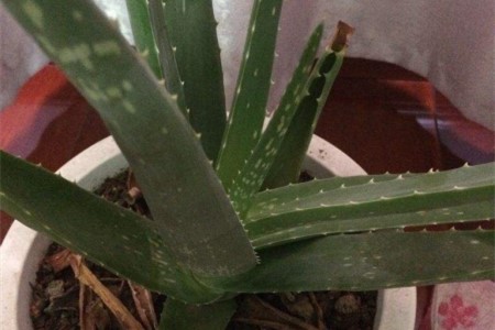 芦荟怎么种植家庭养法（附叶片发黑的处理方法）