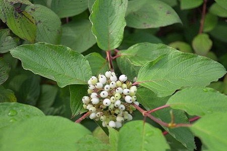 红瑞木的养殖方法和注意些什么