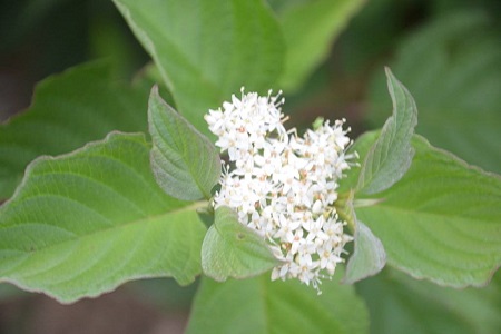 红瑞木的养殖方法和注意些什么