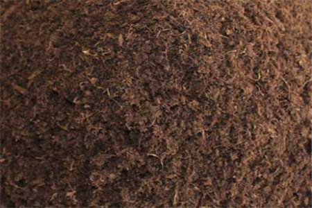 红瑞木的养殖方法和注意些什么