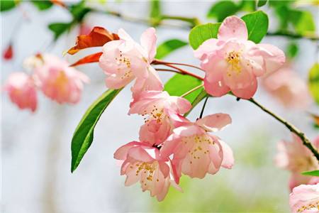 海棠花怎么种植,有什么注意些什么