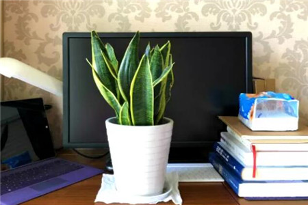 虎皮兰怎么种植家庭养法(附配土方法)