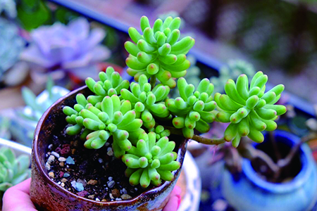 多肉怎么种植，有什么经常遇见问题