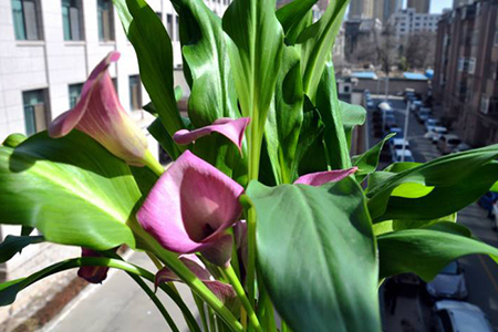 春天开什么花,花期在几月份