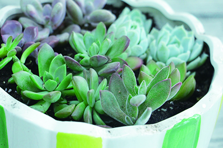 多肉怎么种植，有什么经常遇见问题