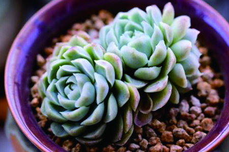 多肉怎么种植，有什么经常遇见问题