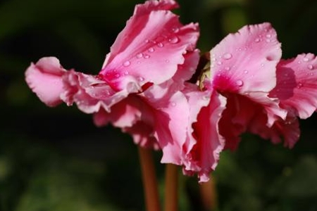 仙客来怎么种植家庭养法(附修剪方法)