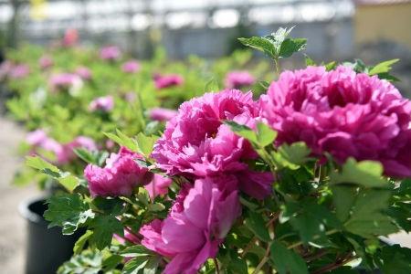 春天开什么花,花期在几月份