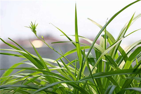 吊兰怎么种植家庭养法，怎么预防病虫害