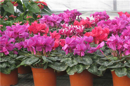 仙客来怎么种植家庭养法(附修剪方法)