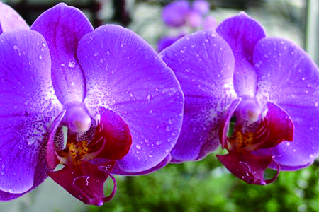 蝴蝶兰长花箭后解决办法,花期在什么时候