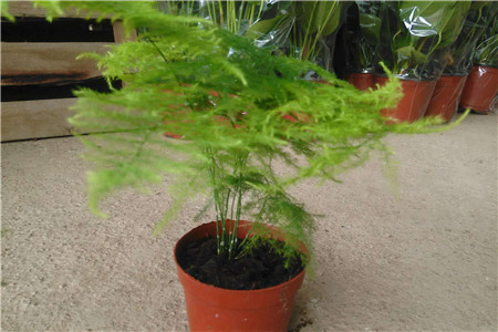 文竹在家怎么种植，需要要注意什么？