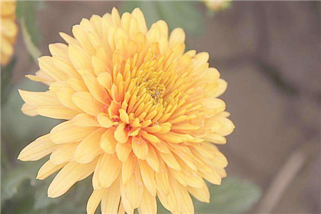 菊花怎么种植家庭养法（附良好浇水方法）