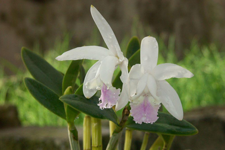 卡特兰开花诀窍，有什么注意些什么
