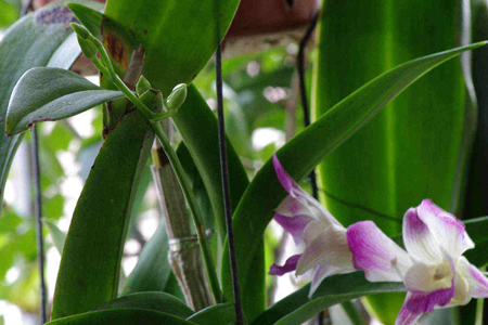 卡特兰开花诀窍，有什么注意些什么