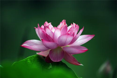 荷花怎么种植家庭养法（附推介摆放位置）