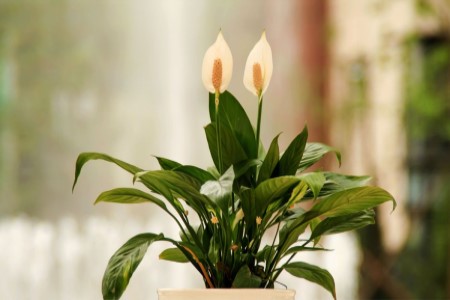 白掌在家怎么种植，需要要注意什么？