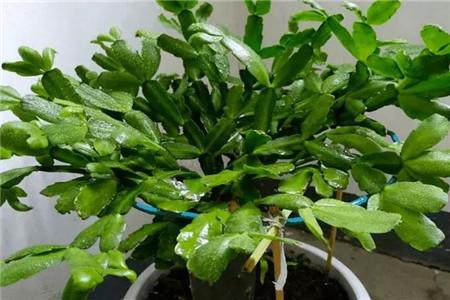 蟹爪兰怎么种植家庭养法（附摆放位置推介）