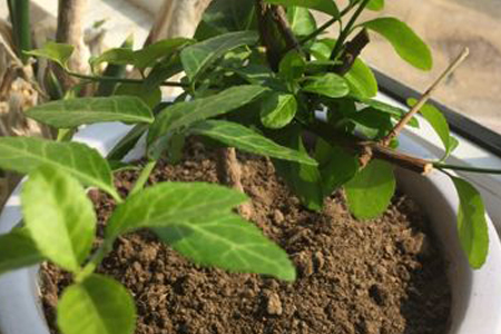 蓝莓树怎么修剪，有什么注意些什么