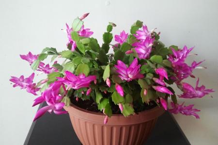 蟹爪兰怎么种植家庭养法（附摆放位置推介）