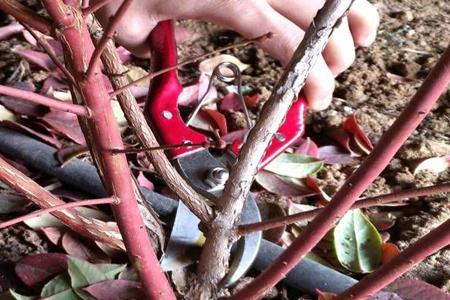 蓝莓树怎么修剪，有什么注意些什么