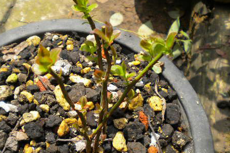 蓝莓树怎么修剪，有什么注意些什么