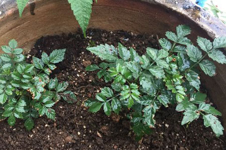 凌霄花叶子发黄解决办法，会死掉吗