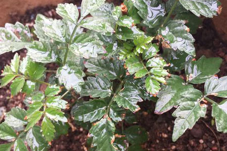 凌霄花叶子发黄解决办法，会死掉吗