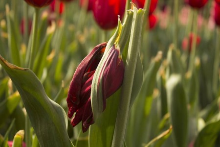 郁金香开花后解决办法，要修剪吗？