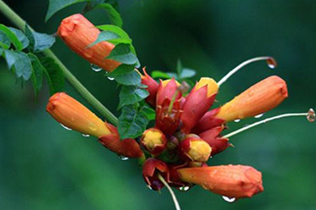 凌霄花是啥花，怎么做好繁殖