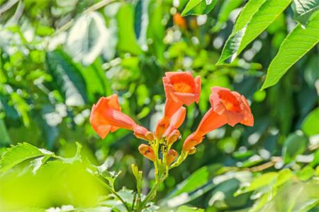 凌霄花是啥花，怎么做好繁殖