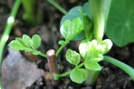 凌霄花是啥花，怎么做好繁殖