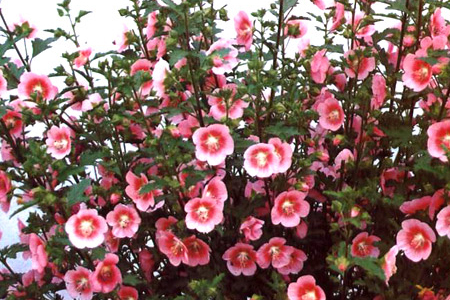 盆栽木槿花的剪枝方法，修剪后怎么养护