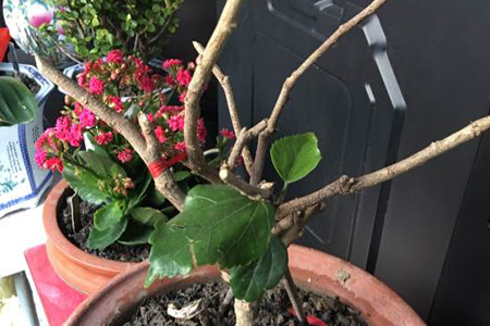 盆栽木槿花的剪枝方法，修剪后怎么养护