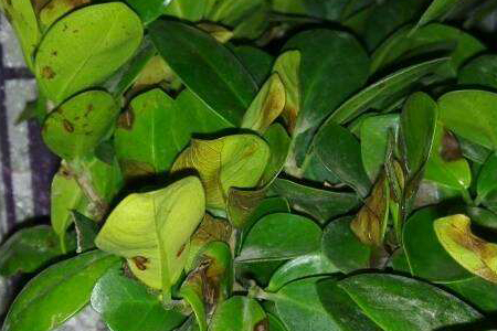 榕树叶子怎么一碰就掉，怎么解决