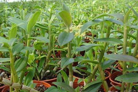 石斛怎么种植，怎么繁殖