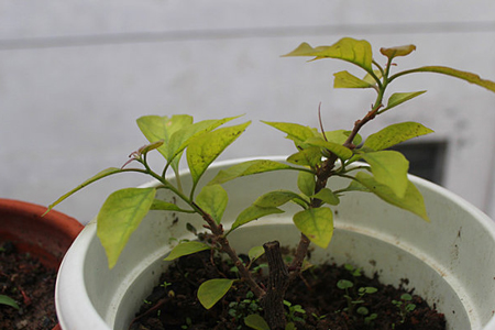 三角梅主干怎么样养粗，怎么繁殖