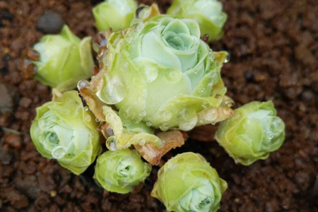 山地玫瑰怎么种植，用什么土